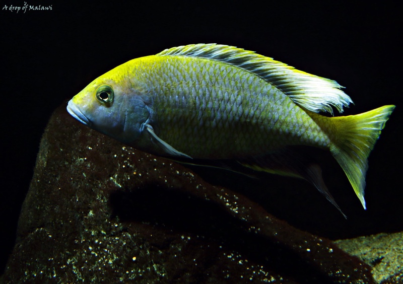 Nimbochromis venustus